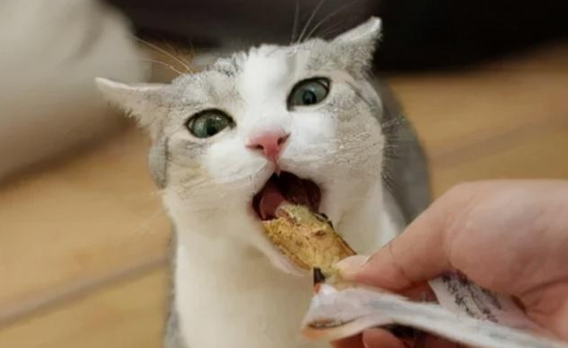 为什么猫咪怀孕不吃肉