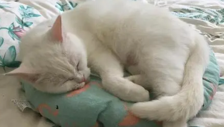 猫患病症状有哪些？