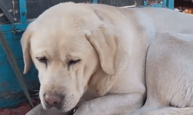 母犬阴道炎（外阴炎）的病因与治疗方法