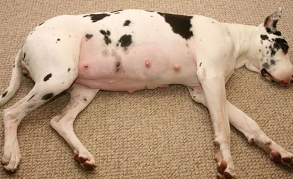 狗狗怀孕的病症及常见问题！如何分辨宠物狗狗是否怀孕了？