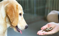 狗狗吃体内驱虫药多久可以进食啊