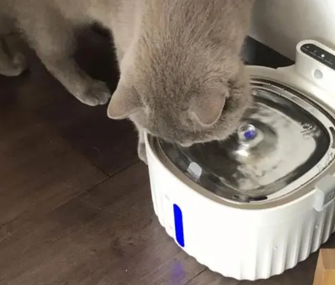 猫用饮水机要24小时开着吗