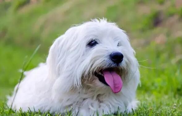 棉花面纱犬十万价格
