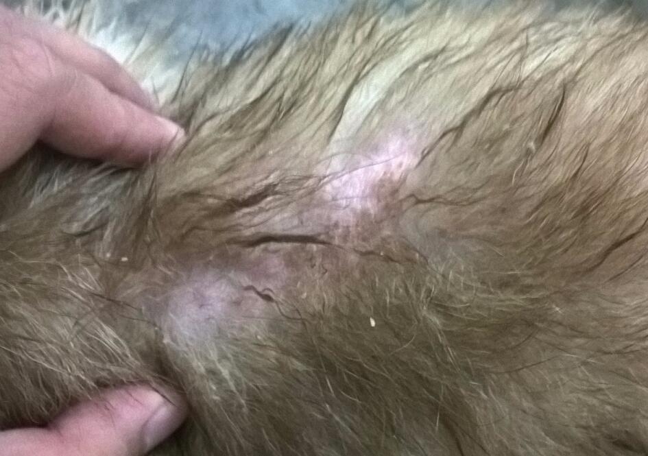 小狗得皮肤病用什么药好 小狗得皮肤病用什么药好