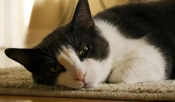 喵星人不爱动怎么办？猫不会动了怎么办？