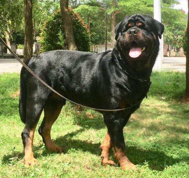 大体型短毛犬 大体型短毛犬