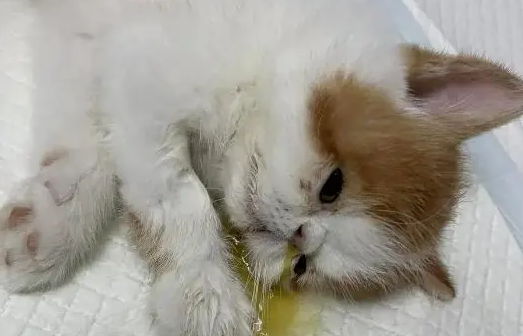 猫瘟感染多久才会发病啊