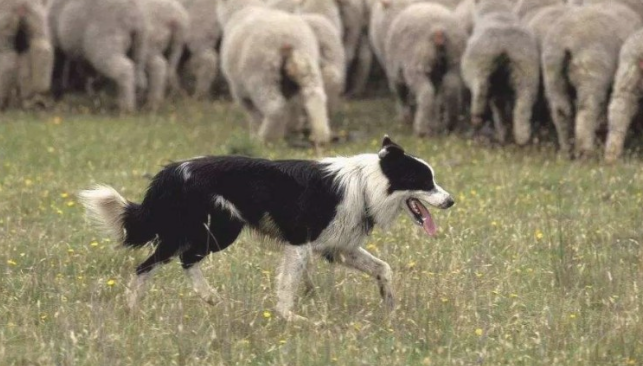 为何德牧犬在夏季总掉毛?原因有这4个! 为何德牧犬在夏季总掉毛?原因有这4个!