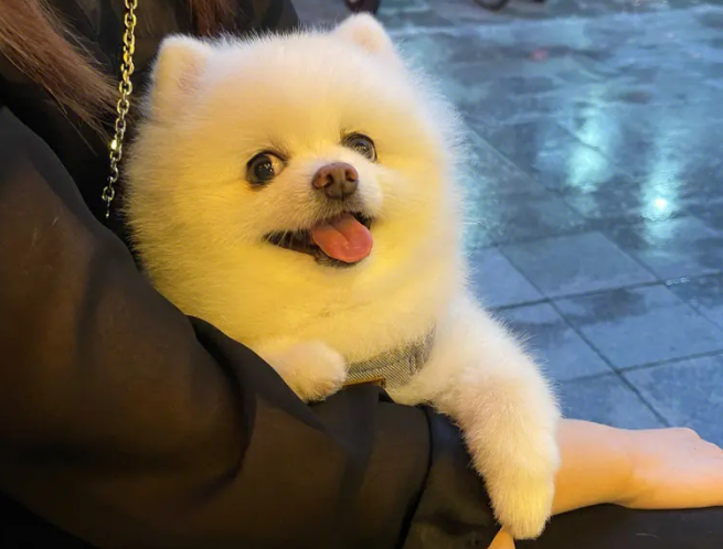 博美出生多久可以洗澡？