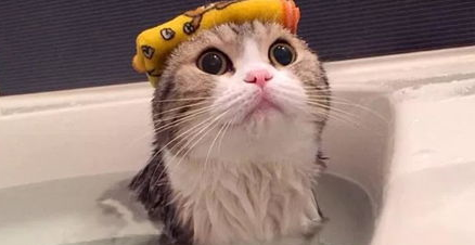 如何缓解猫咪的紧张感？需要做的准备及注意事项！