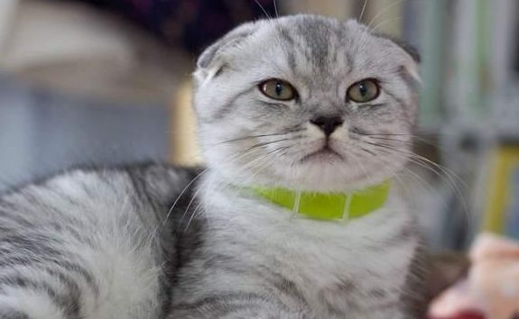 每只折耳猫都会发病吗