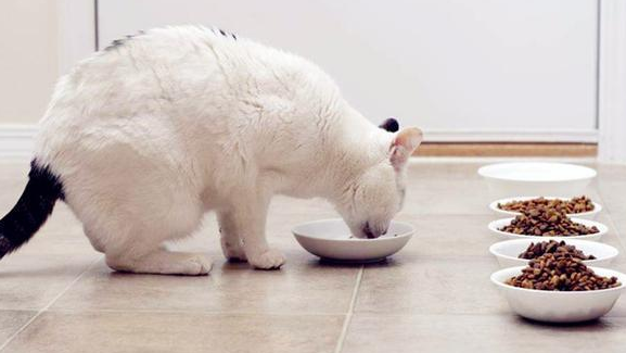 在家给猫咪做狗粮如何做 在家给猫咪做狗粮如何做