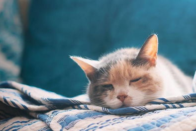 解析猫咪贫血的原因,一种不被主人注意到的严重疾病! 解析猫咪贫血的原因,一种不被主人注意到的严重疾病!