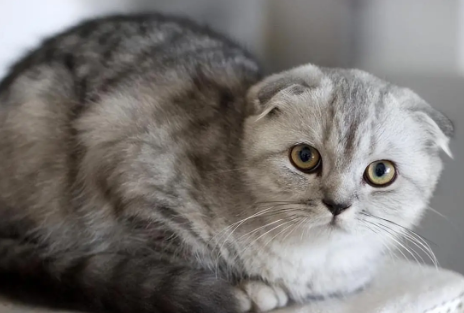 折耳猫值多少钱一只 折耳猫值多少钱一只