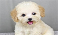 泰迪狗几天不拉屎咋回事？来看看吧