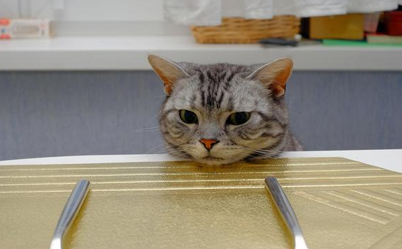 小猫饿了会有什么表现