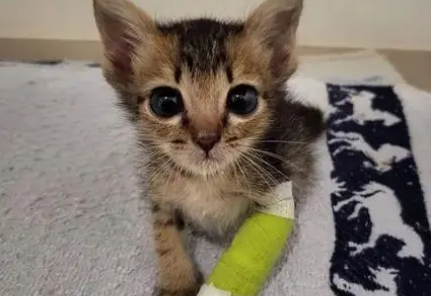 新生猫脚被脐带缠住发黑