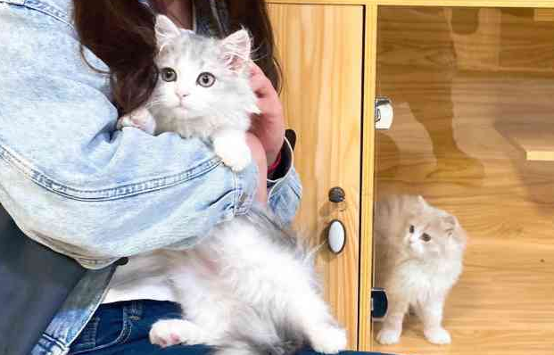 小猫来了猫舍曝光