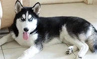 哈士奇犬性格怎么样啊