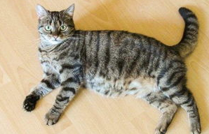 怀孕猫猫怎么照顾？来看看吧