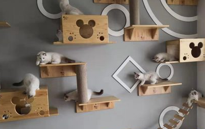 广州的正规的猫舍 广州的正规的猫舍