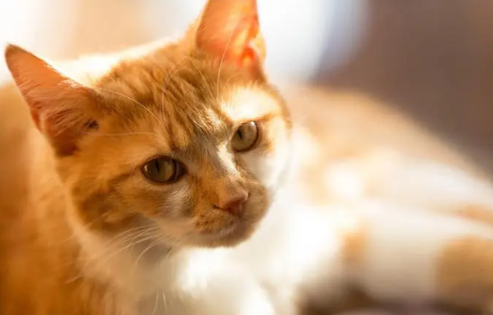 猫咪为什么总是踩我身上 猫咪为什么总是踩我身上
