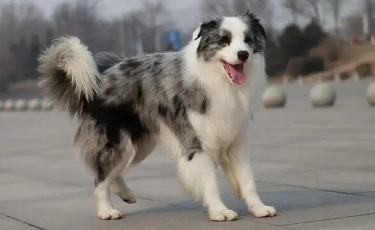 看了边牧犬这种“缺陷”,我不敢养了! 看了边牧犬这种“缺陷”,我不敢养了!
