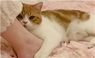 猫咪为什么爱咬我的脚啊