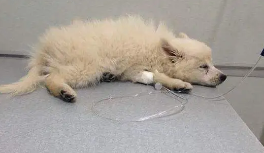 狗狗为什么肠胃炎呢怎么办