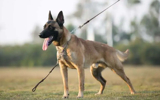 为什么养马犬的人越来越低?原因有五个,第五个最重要 为什么养马犬的人越来越低?原因有五个,第五个最重要