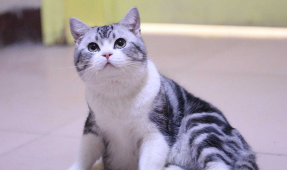 美国短毛猫拉屎中带血是什么原因引起的? 美国短毛猫拉屎中带血是什么原因引起的?