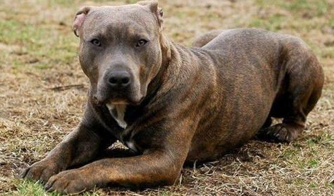 比特犬呕吐该怎么办?比特犬呕吐是怎么回事?