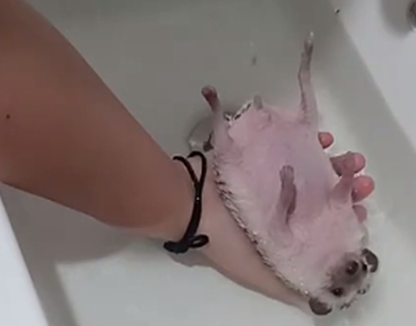 女子第一次给刺猬洗澡,翻开身子一看却懵了:好想戳一下啊 女子第一次给刺猬洗澡,翻开身子一看却懵了:好想戳一下啊