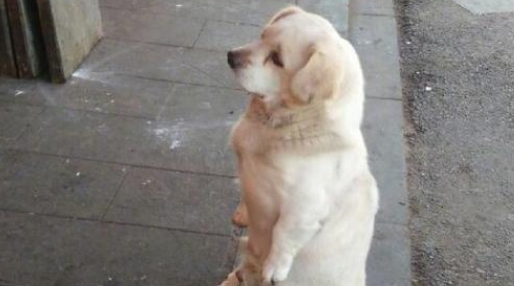 狗子街上蹲好多年，哪个老板善良它一清二楚