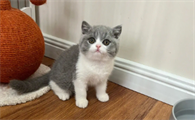 蓝白猫英短正规猫舍