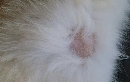 猫耳朵上长癣毛掉了怎么治