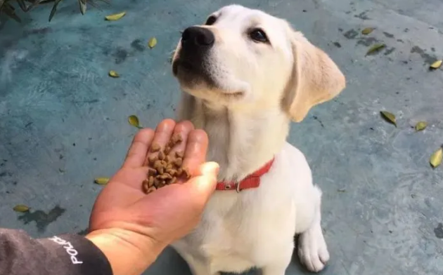 给幼犬喂多了会怎么样