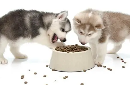 哈士奇幼犬如何选狗粮