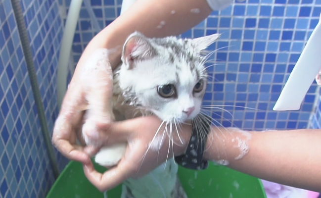 宠物猫可以自己洗澡吗