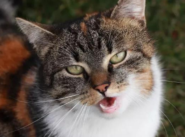 猫咪呛到气管的症状 猫咪呛到气管的症状