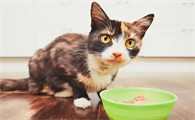 长时间不给猫吃的会怎么样吗
