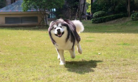 网友带阿拉斯加犬出去锻练，它却感觉主人在耍自身，伤自尊了