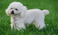贵宾犬不吃饭怎么处理？