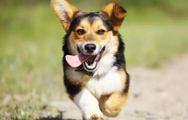 柯基犬的优缺点