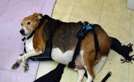 狗狗难产胎死腹中多久排出 狗狗难产胎死腹中多久排出