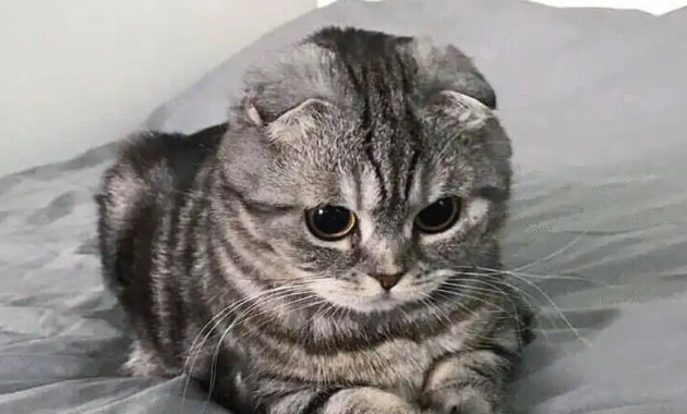猫咪膀胱炎尿频尿少怎么办