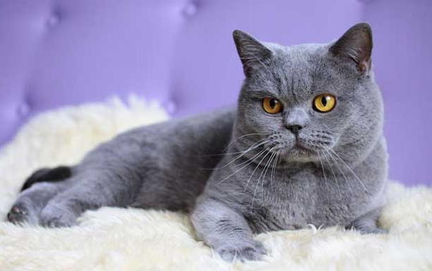 英国短毛猫价格值多少钱一只