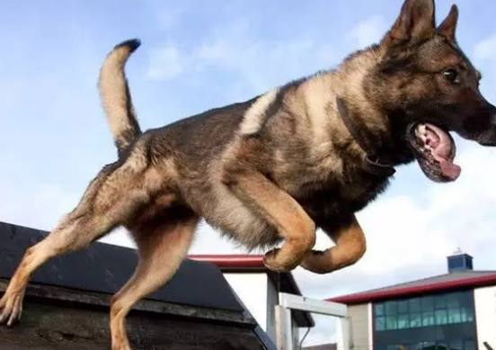 小狗欲成警犬与众不同,许多小狗竞聘不成功,除性情外更需兼具种群性 小狗欲成警犬与众不同,许多小狗竞聘不成功,除性情外更需兼具种群性