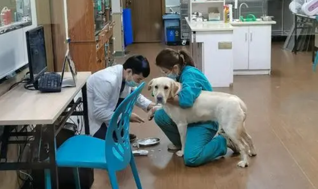 哈尔滨正规宠物医院