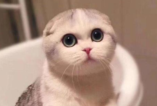 苏格兰折耳猫繁殖的注意事项，养猫人士多看看！